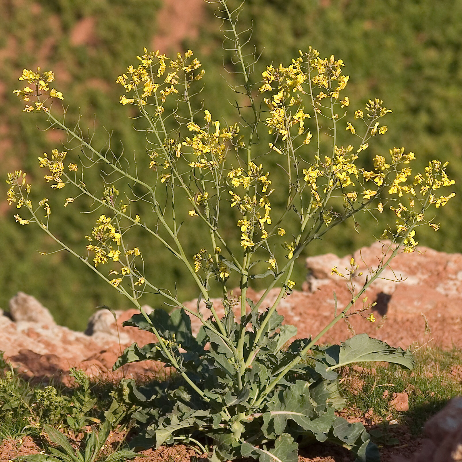 Wild Brassica Oleracea
