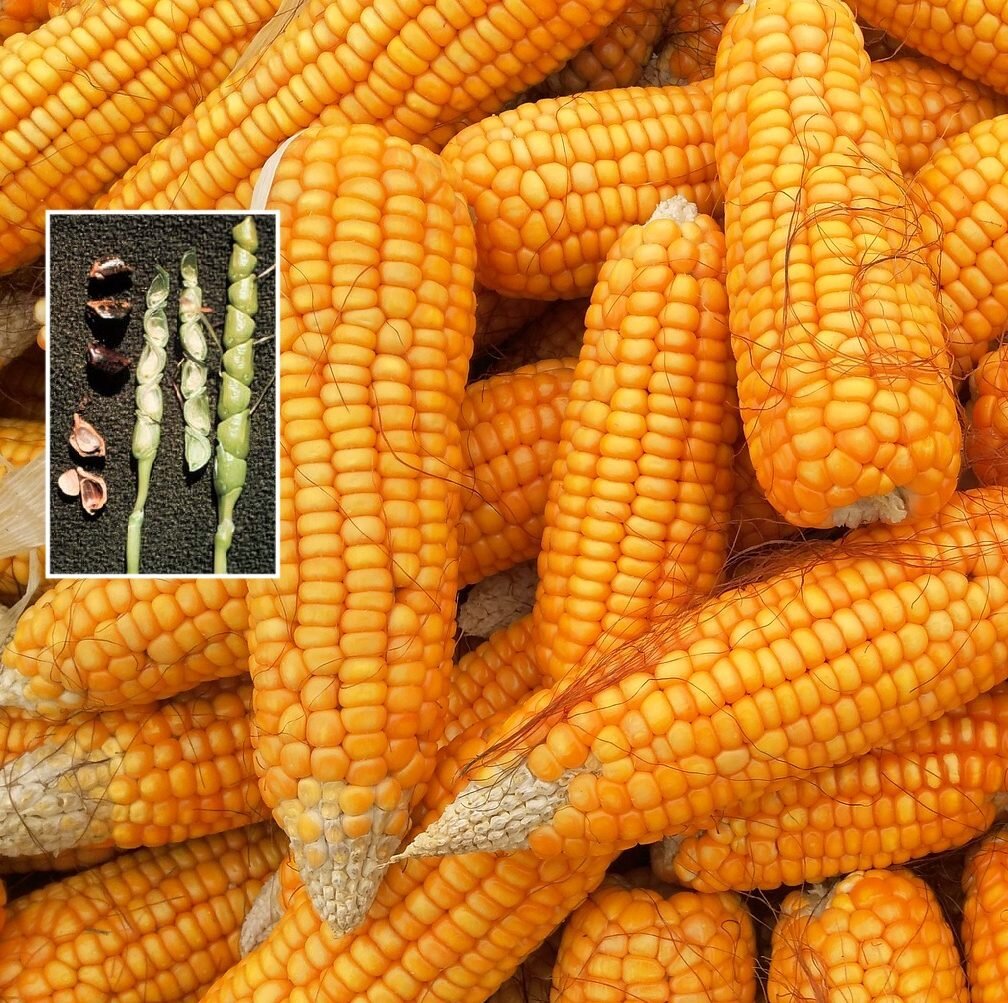 Corn and Teosinte