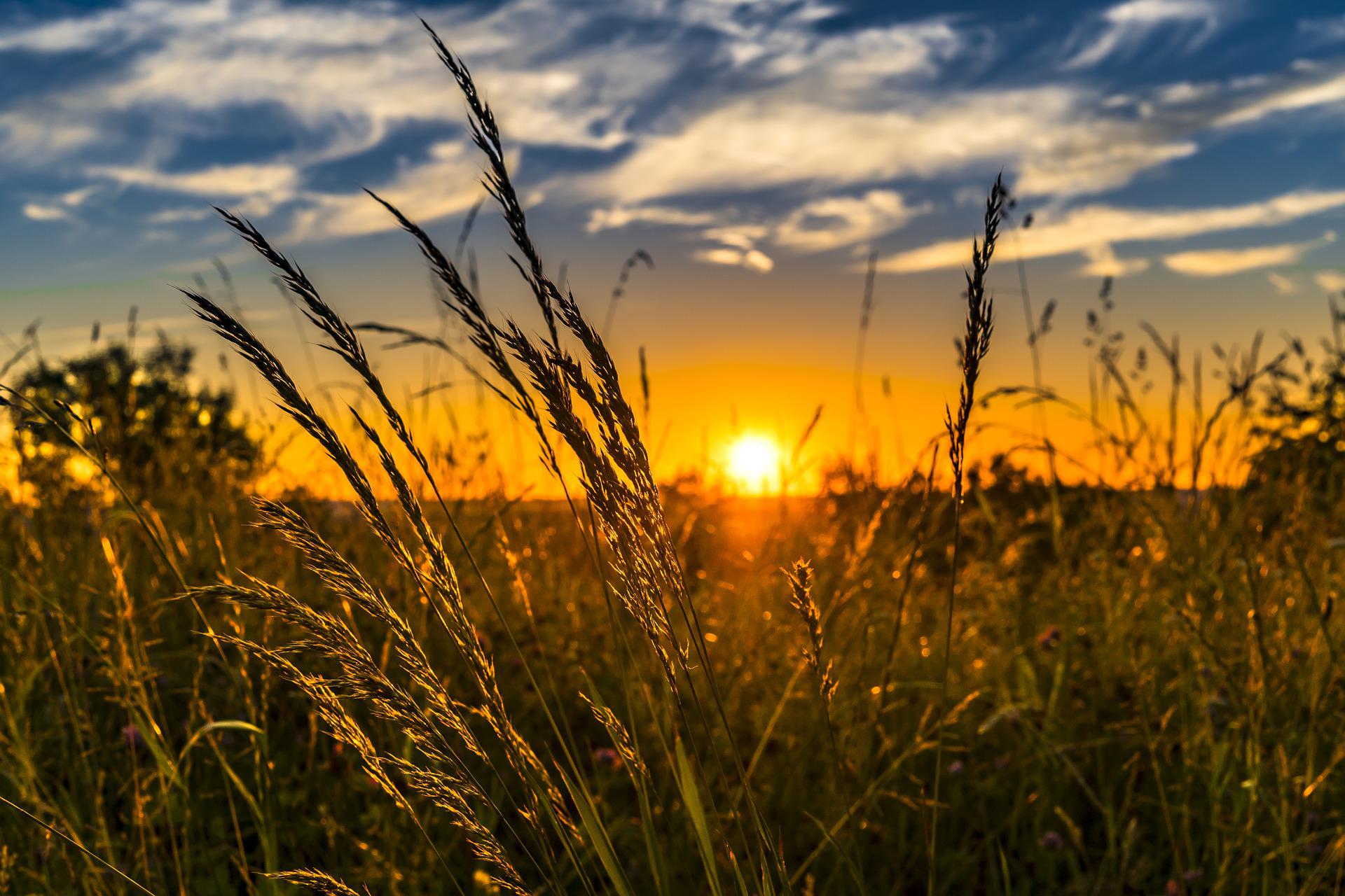 sun setting over wheat field